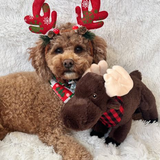 Animated Moose