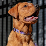 Trick or Treat Collar