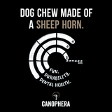 Sheep Horn