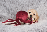 Olympia Octopus Dog Toy
