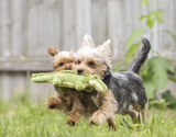 Savannah Baby Gator Dog Toy