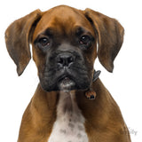 FAWN BOXER
