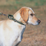 Ripple Creek Martingale