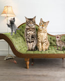 Kitten Gold
