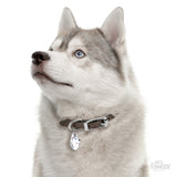 GREY AND WHITE SIBERIAN HUSKY